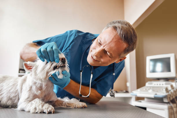 Best 24-Hour Emergency Dentist in Raymond, WA
